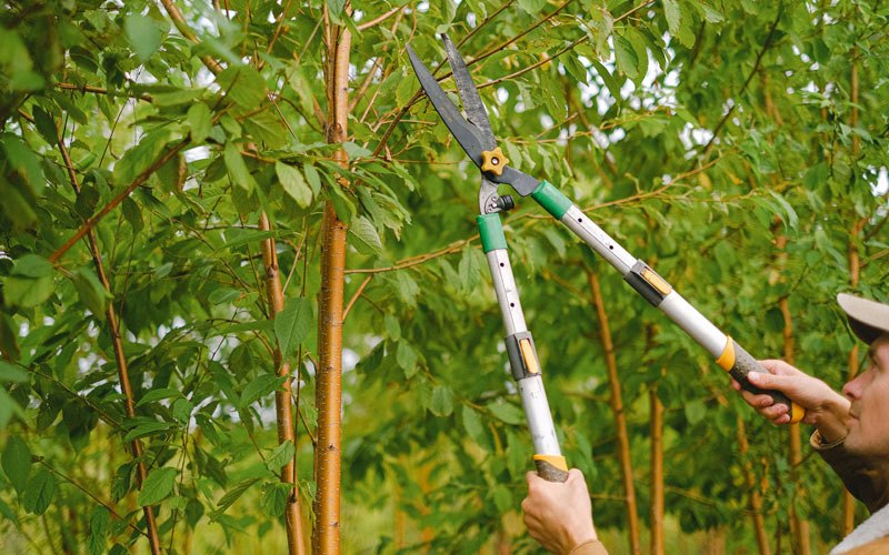 Tree trimming in Vineyard Haven, MA